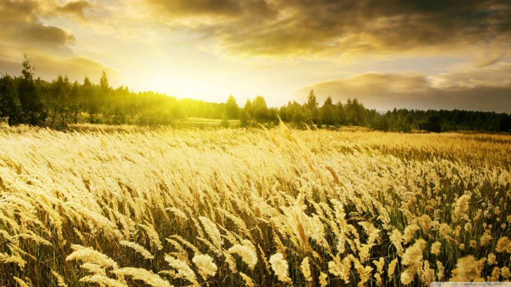 golden_field_sunset