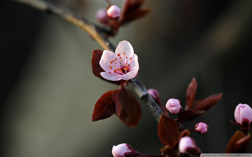 1150783-flowers-red-photography-macro-branch-cherry-blossom-blossom-pink-spring-leaf-flower-plant-flora-petal