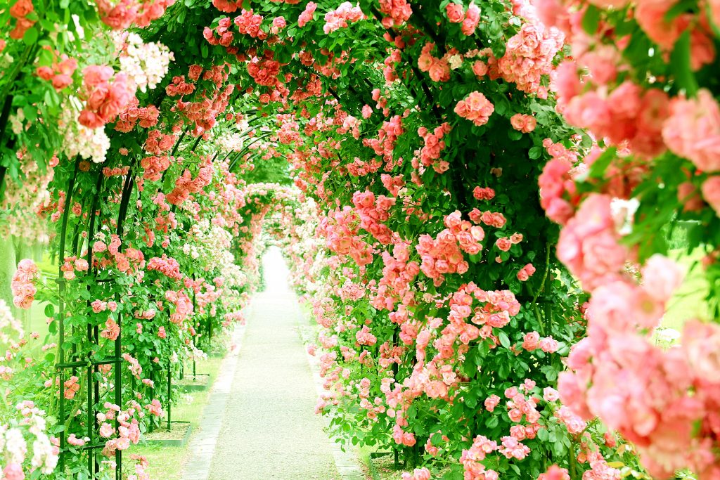 roses path