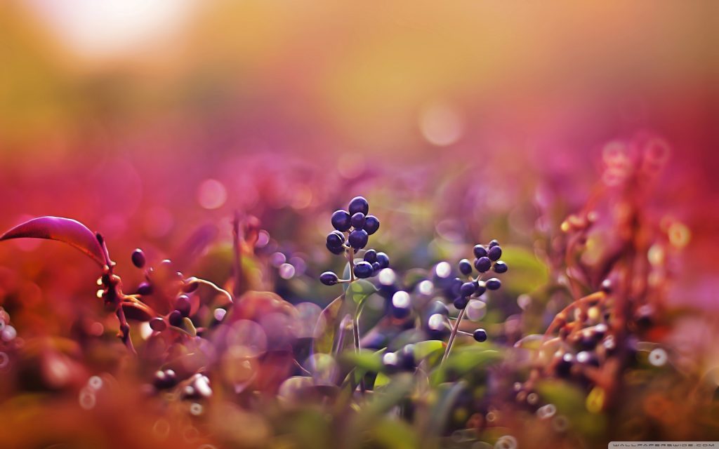 Bokeh-Nature-Desktop-Wallpaper-07707