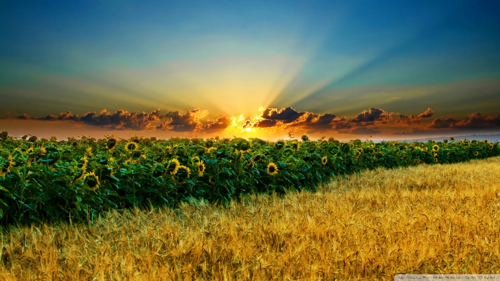 amazing_sunflowers-wallpaper-1024x576