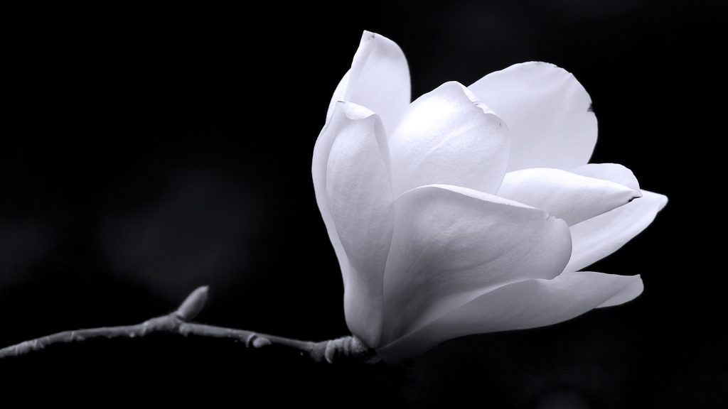 White-Magnolia-On-Black-Background-Wallpaper-44514