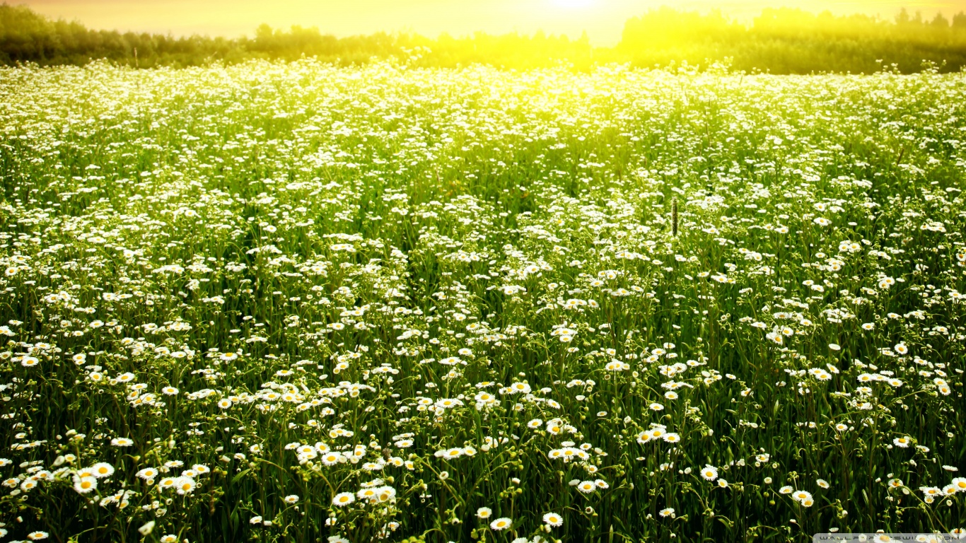 daisies_field_3