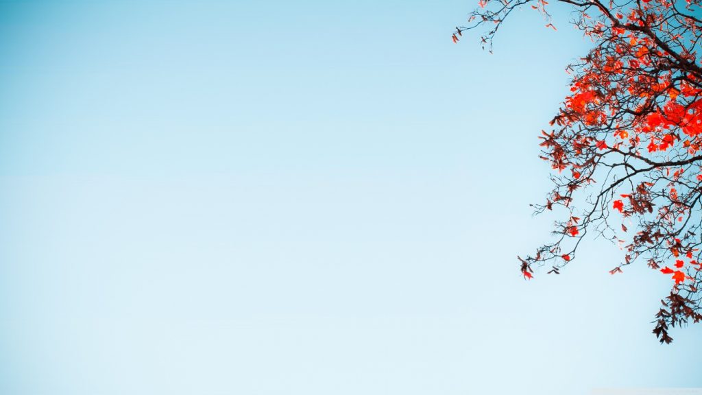 red_tree_against_a_blue_sky-wallpaper-1366x768