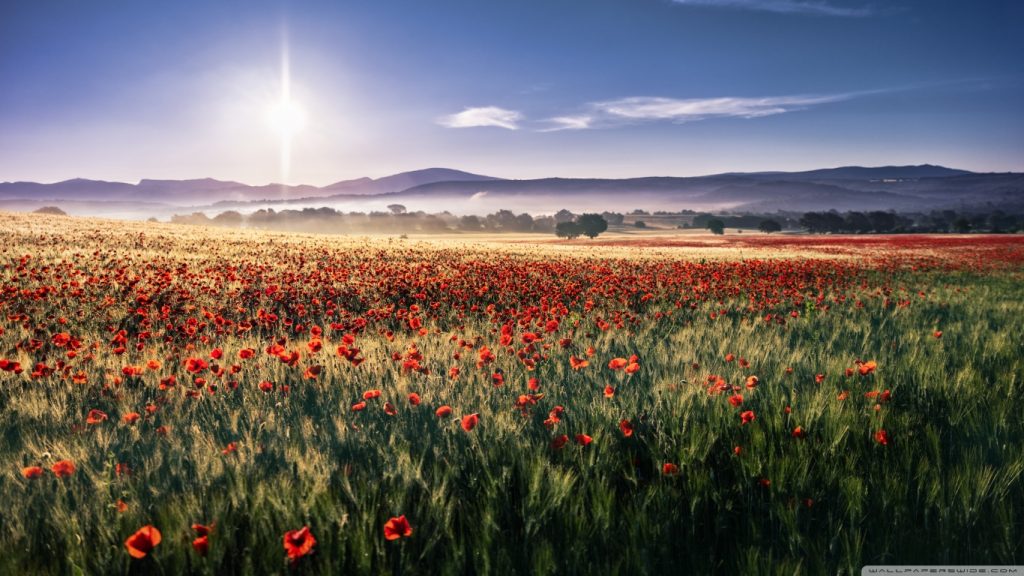 poppy_field