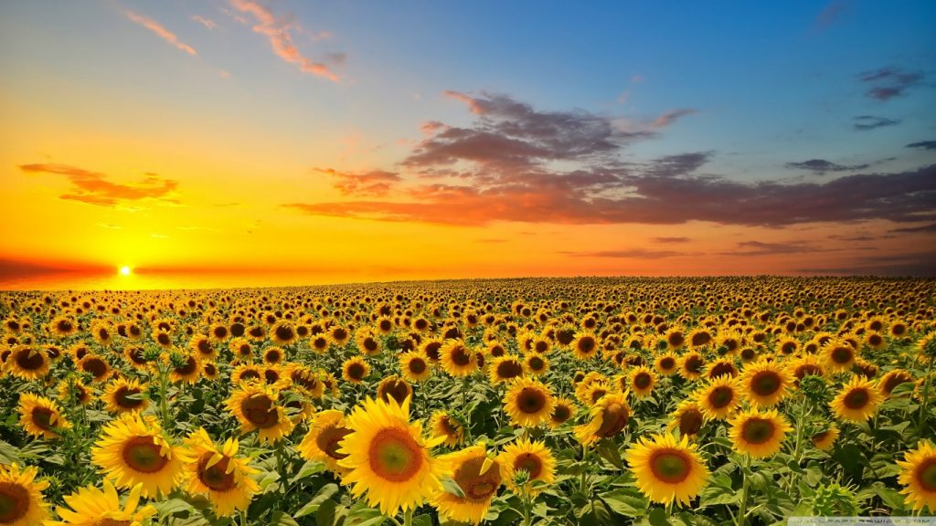 sunset_over_sunflowers_field